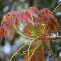 Sterculia foetida L.